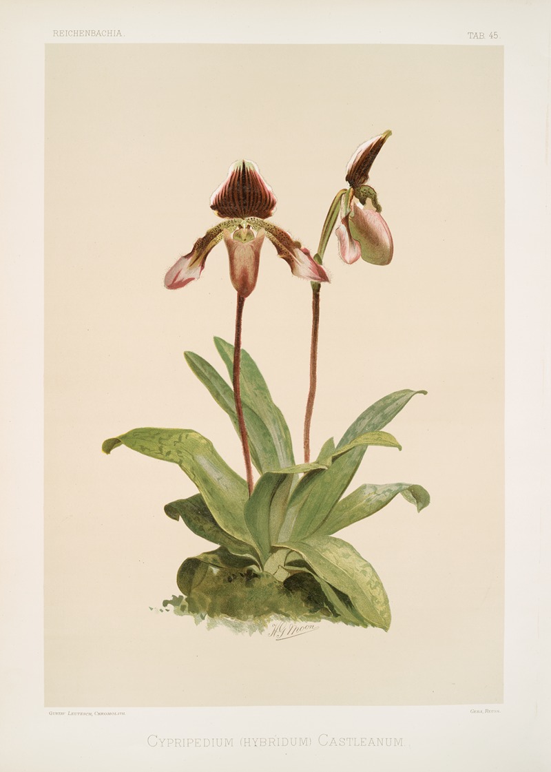 Cypripedium (hybridum) castleanum. — Frederick Sander