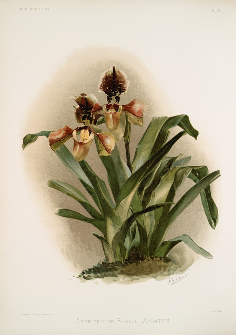Cypripedium boxalli atratum. by Frederick Sander, 1888-1894 — digital art print download