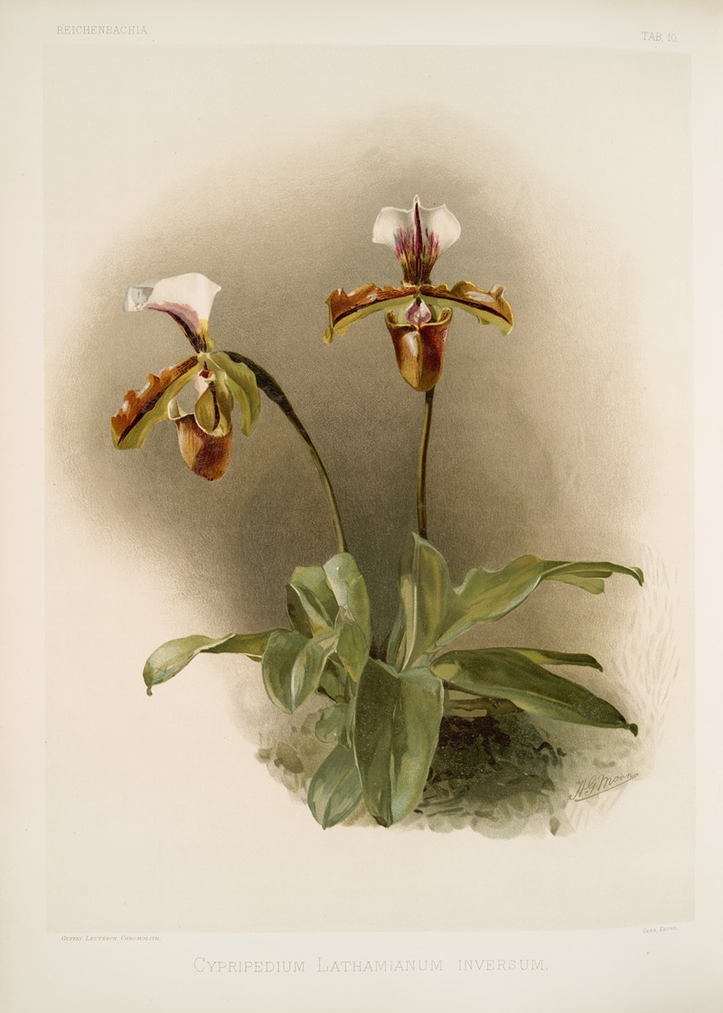 Cypripedium lathamianum inversum. — Frederick Sander