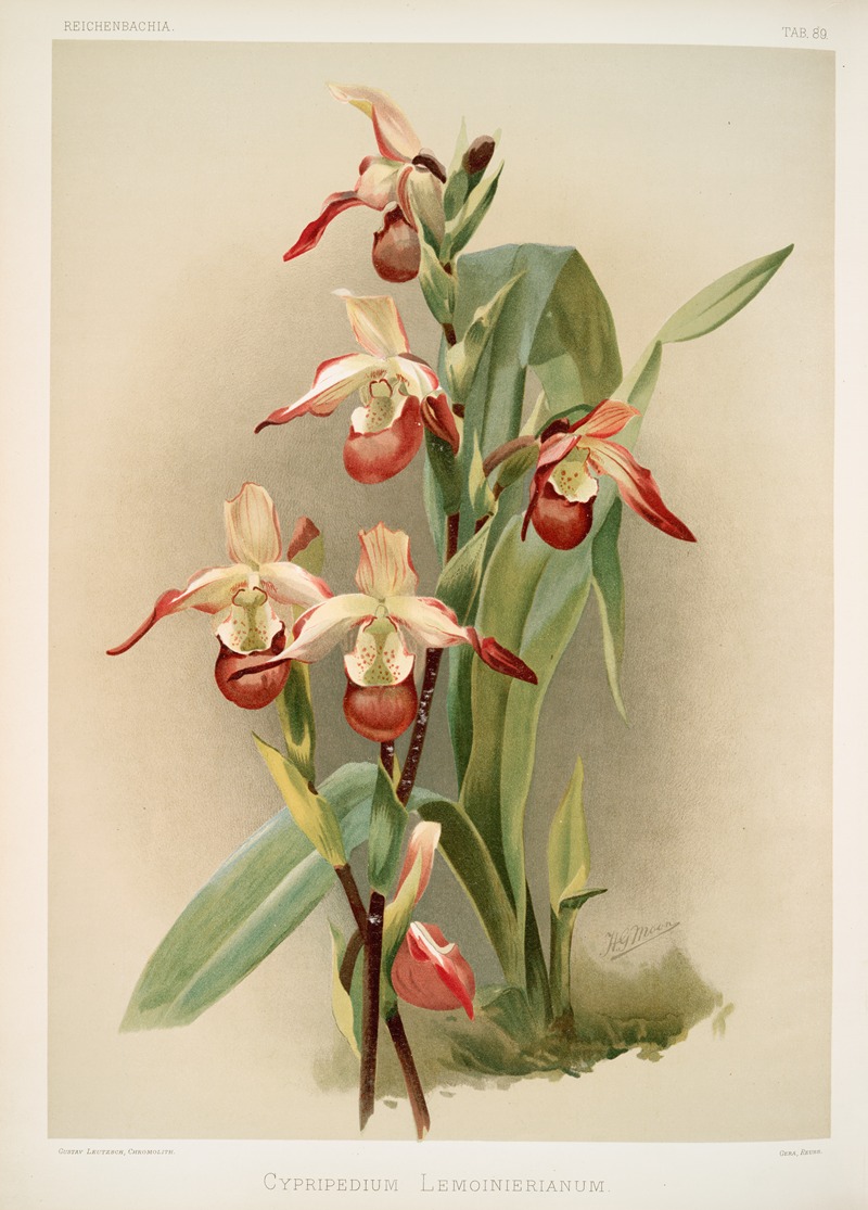 Cypripedium lemoinierianum. by Frederick Sander, 1888-1894 — digital art print download