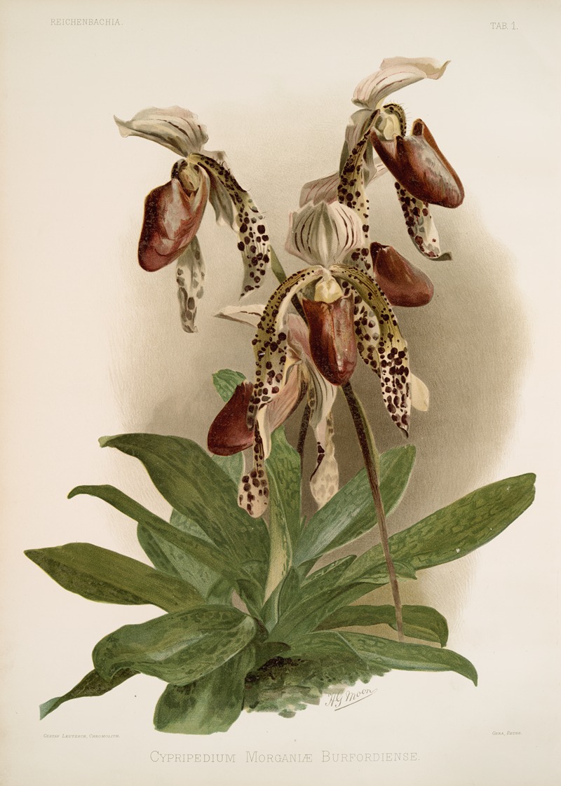 Cypripedium morganiæ burfordiense. — Frederick Sander
