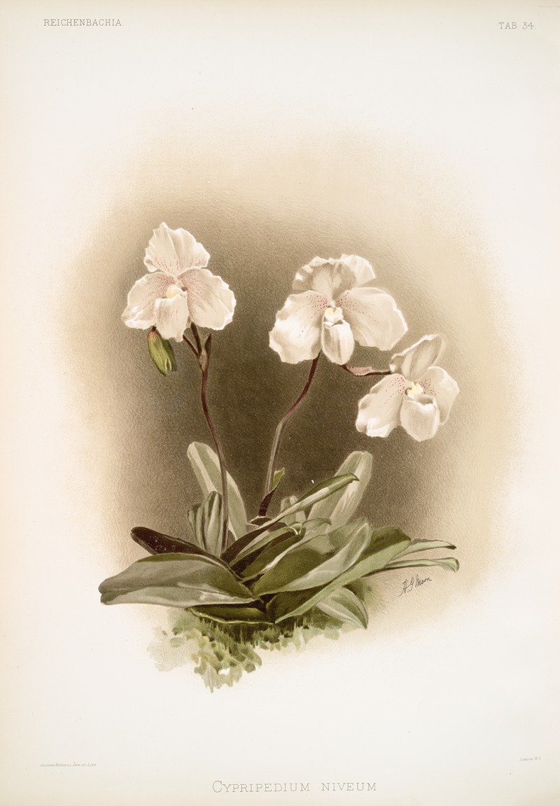 Cypripedium niveum. by Frederick Sander, 1888-1894 — digital art print download