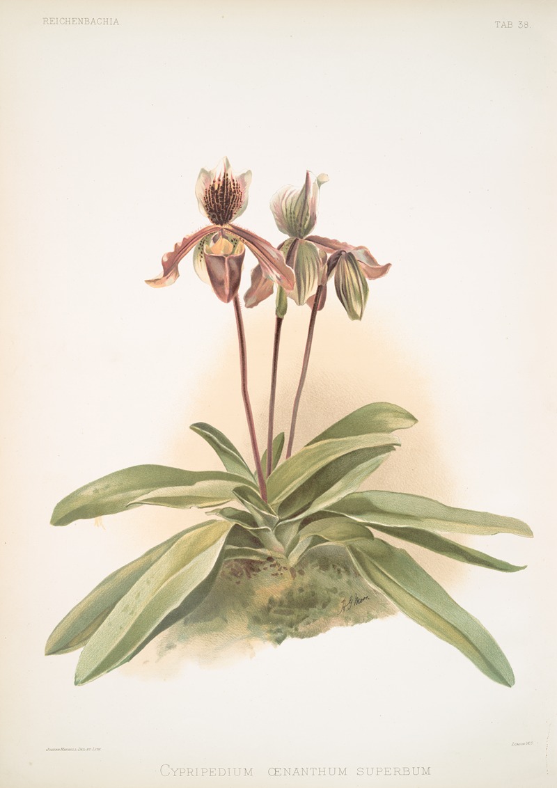 Cypripedium oenanthum superbum. by Frederick Sander, 1888-1894 — digital art print download