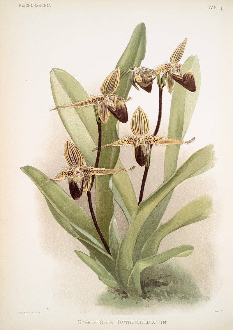 Cypripedium rothschildianum — Frederick Sander