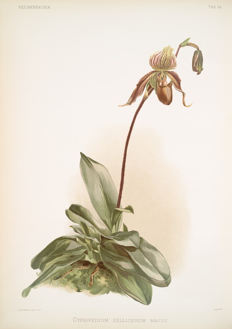 Cypripedium selligerum majus. — Frederick Sander