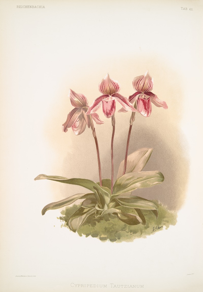 Cypripedium tautzianum — Frederick Sander