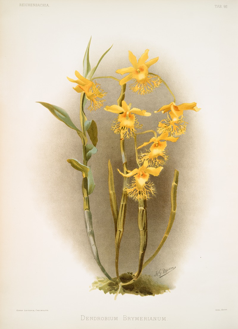 Dendrobium brymerianum. by Frederick Sander, 1888-1894 — digital art print download