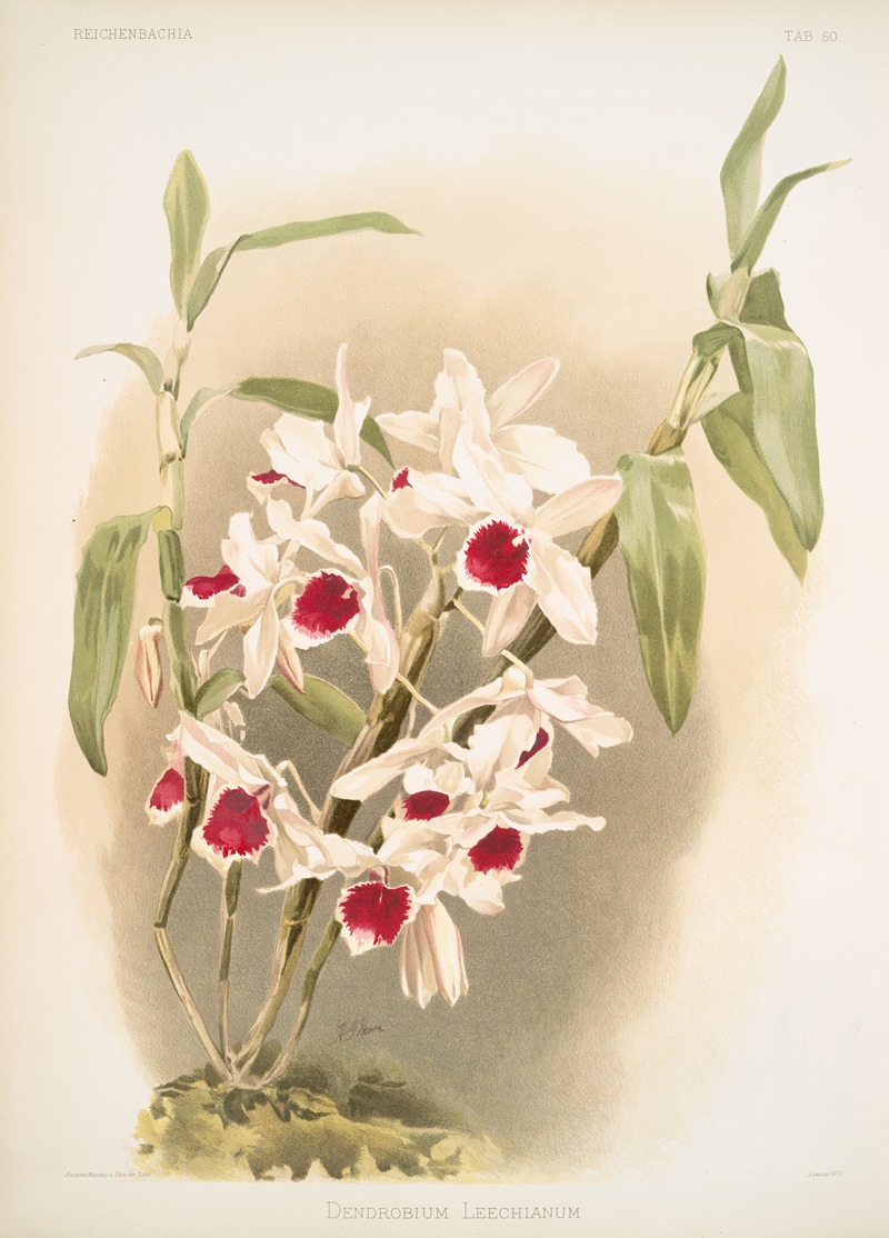 Dendrobium leechianum. by Frederick Sander, 1888-1894 — digital art print download