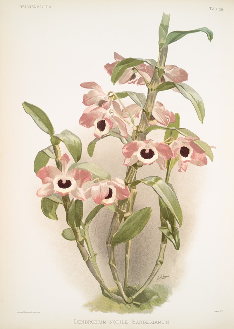 Dendrobium noile sanderianum. by Frederick Sander, 1888-1894 — digital art print download
