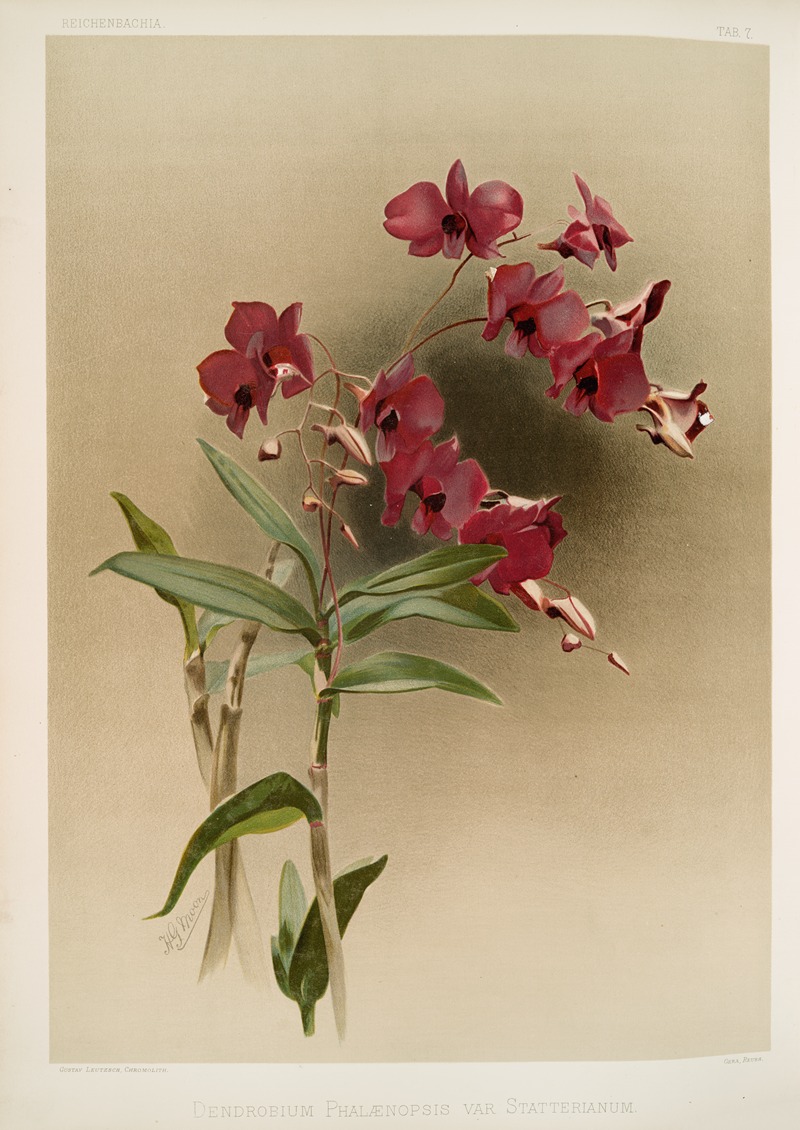 Dendrobium phalænopsis var statterianum. by Frederick Sander, 1888-1894 — digital art print download
