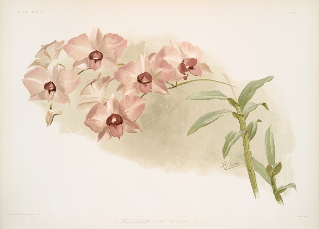 Dendrobium phalænopsis var. by Frederick Sander, 1888-1894 — digital art print download