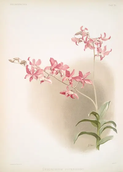Dendrobium superbum. by Frederick Sander, 1888-1894 — digital art print download