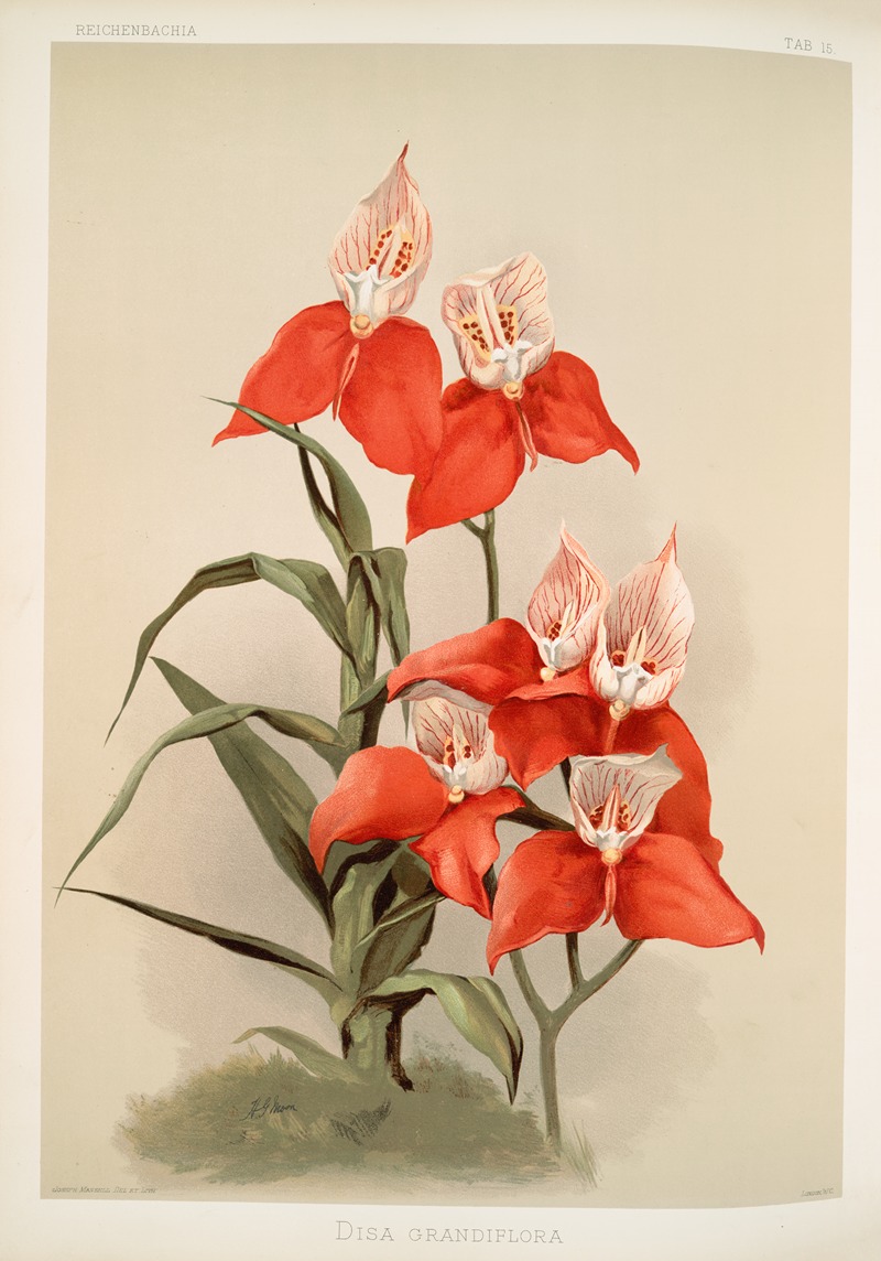 Disa grandiflora. by Frederick Sander, 1888-1894 — digital art print download