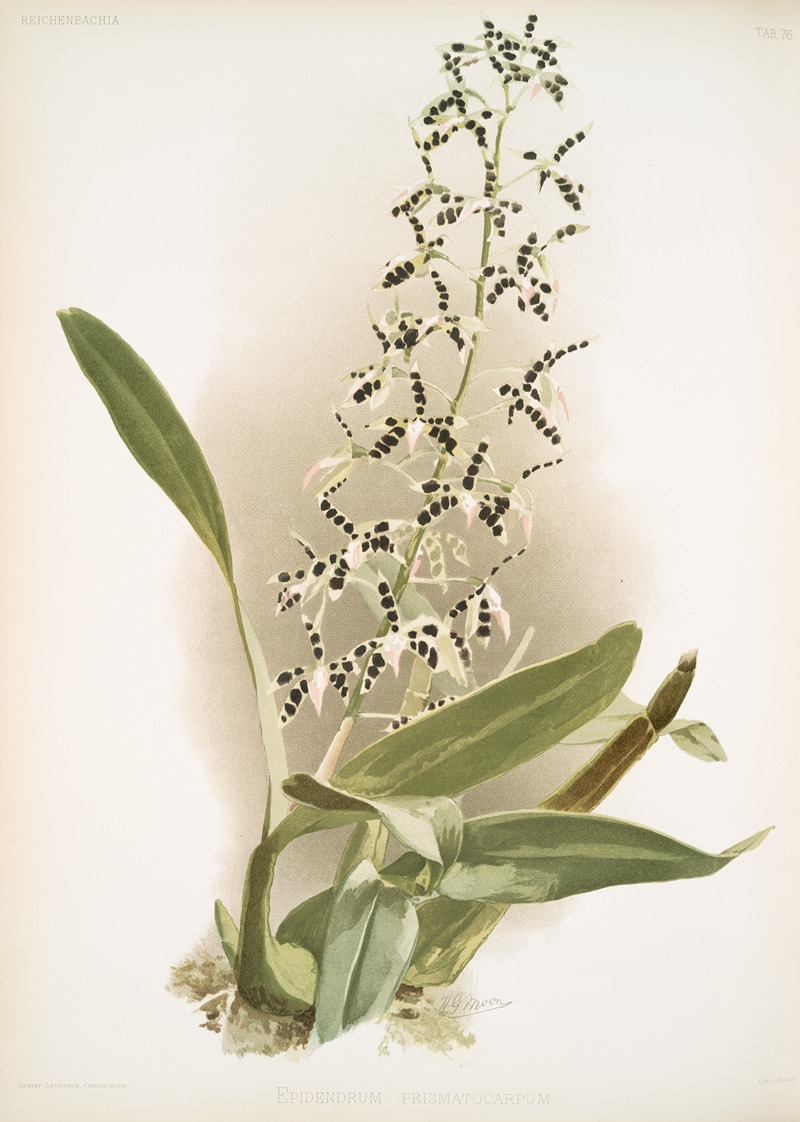 Epidendrum prismatocarpum. by Frederick Sander, 1888-1894 — digital art print download