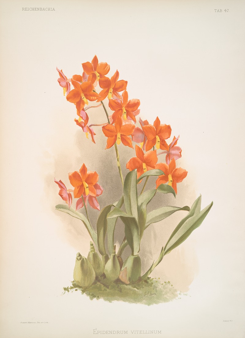 Epidendrum vitellinum. by Frederick Sander, 1888-1894 — digital art print download