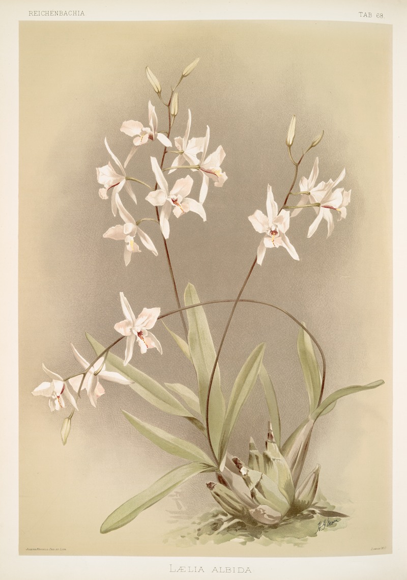 Lælia albida by Frederick Sander, 1888-1894 — digital art print download