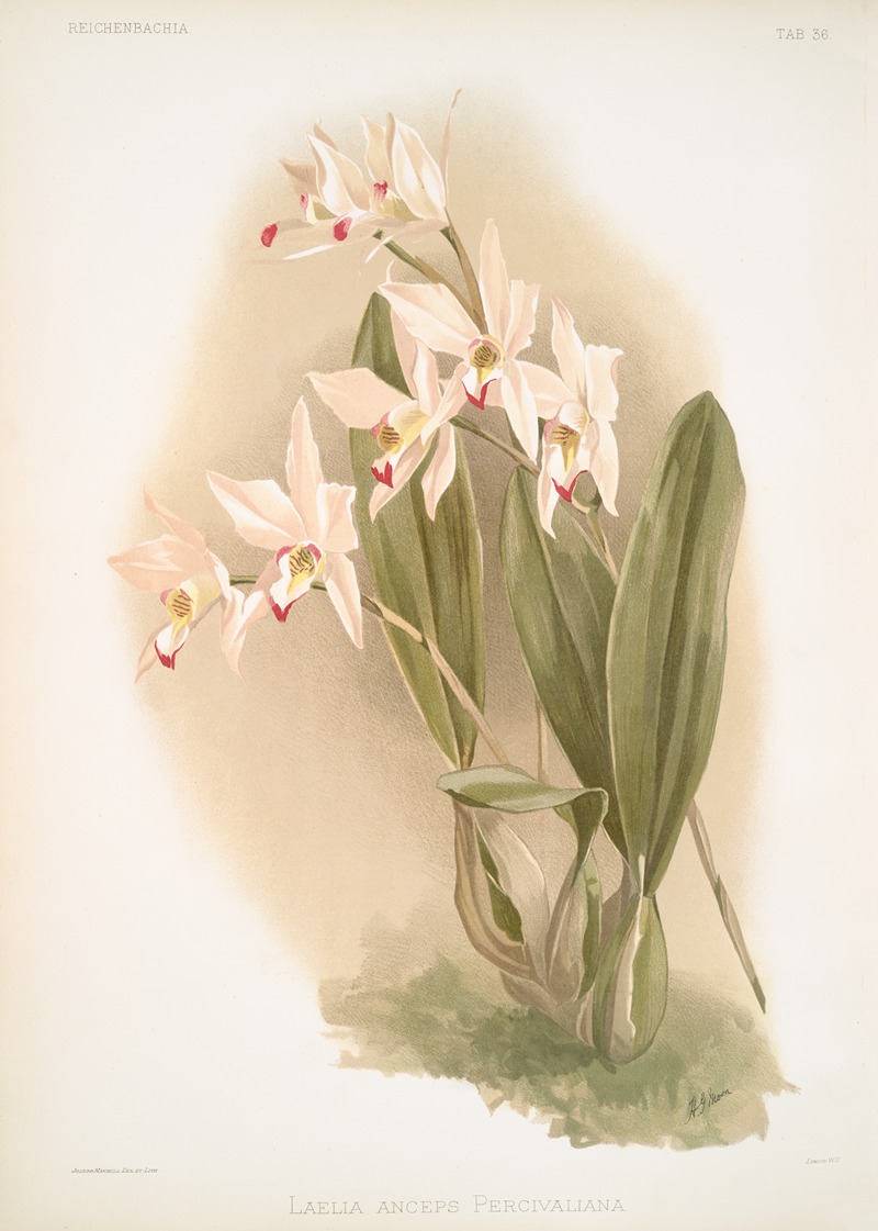 Laelia anceps Percivaliana. — Frederick Sander