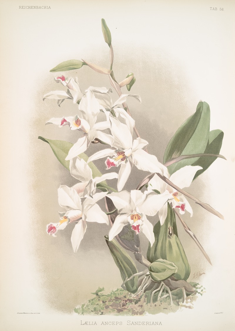 Lælia anceps sanderiana. by Frederick Sander, 1888-1894 — digital art print download