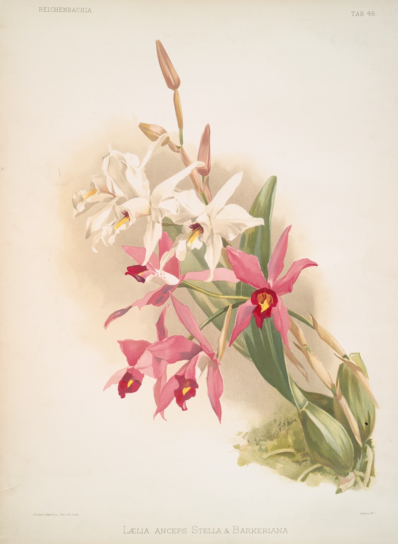 Laelia anceps Stella & Barkeriana. — Frederick Sander