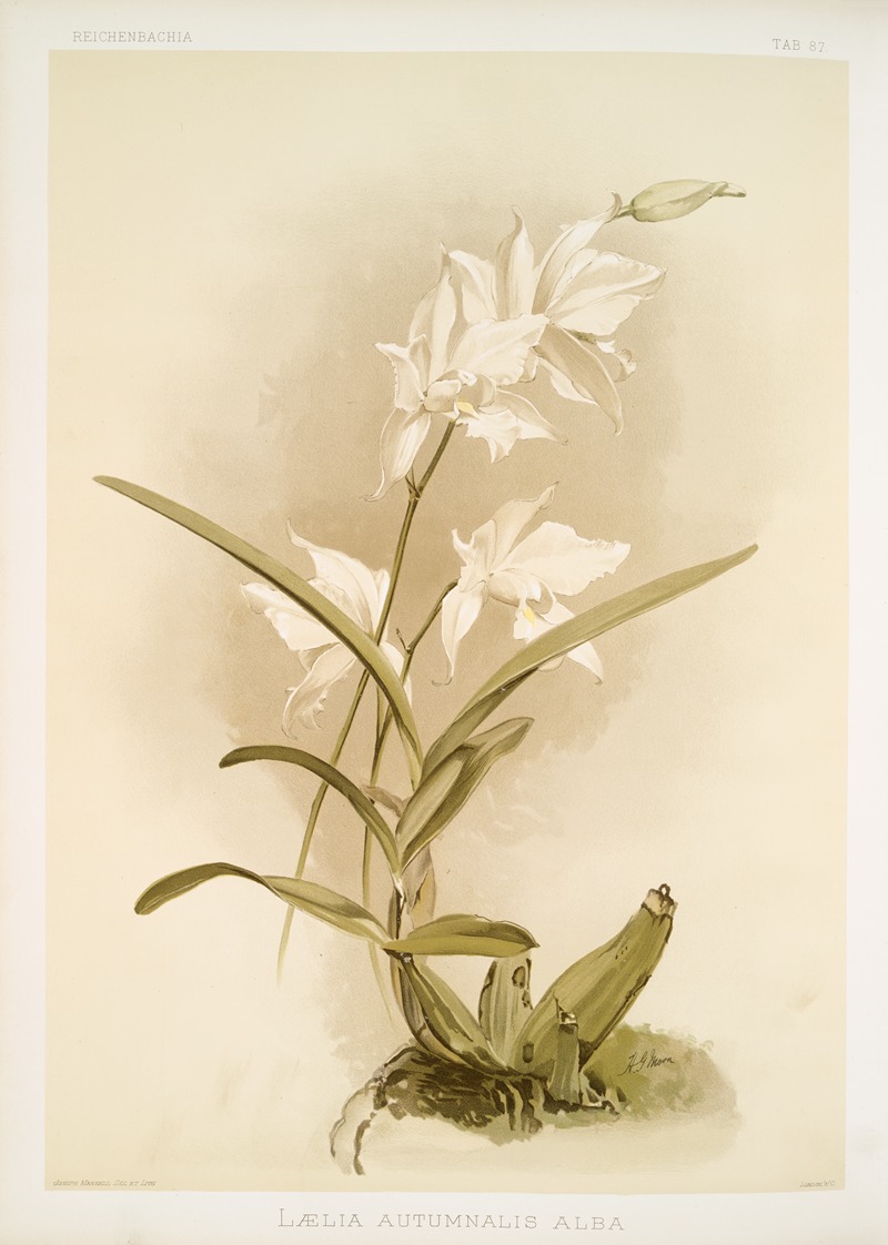Lælia autumnalis alba. by Frederick Sander, 1888-1894 — digital art print download