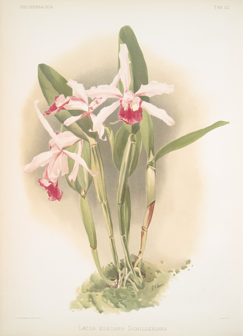 Lælia elegans schilleriana. by Frederick Sander, 1888-1894 — digital art print download