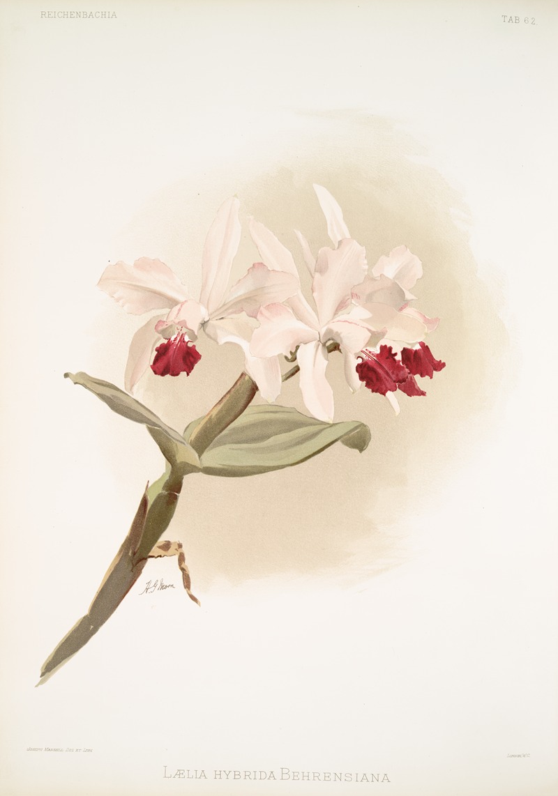 Lælia hybrida behrensiana. — Frederick Sander
