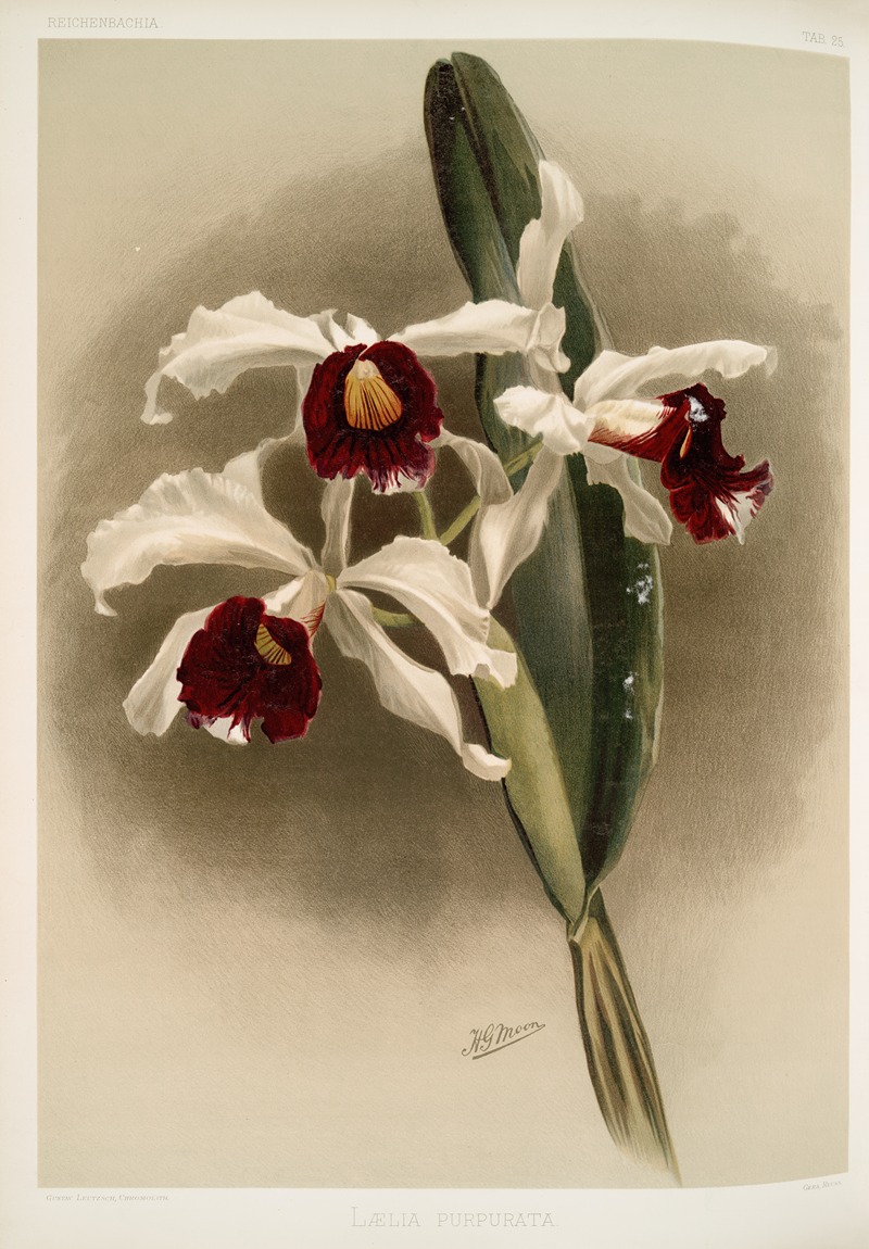Lælia purpurata. by Frederick Sander, 1888-1894 — digital art print download