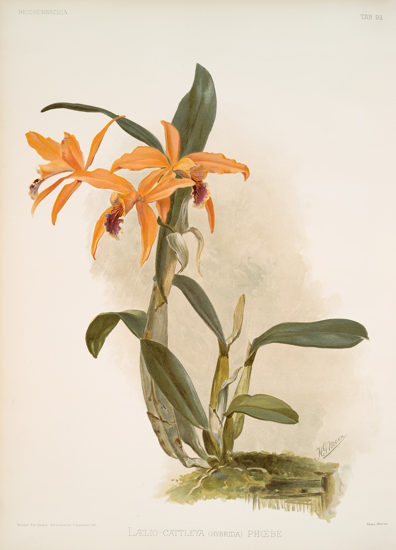 Lælio-cattleya (hybrida) phoebe. by Frederick Sander, 1888-1894 — digital art print download