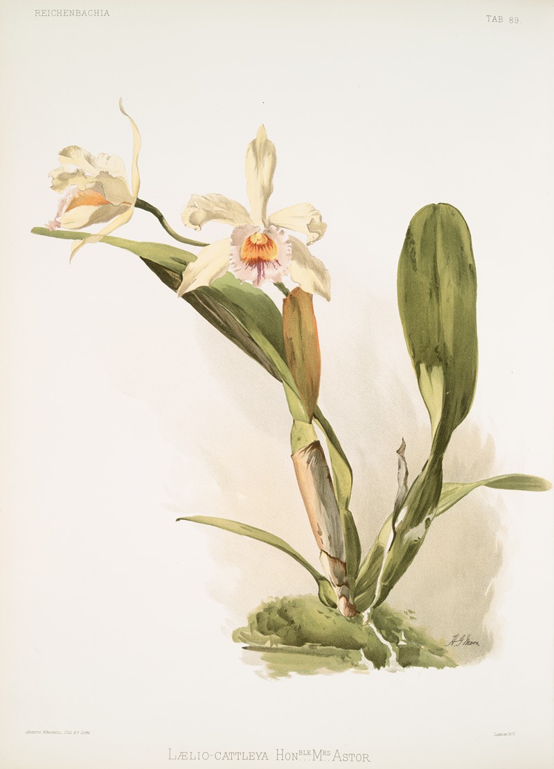 Lælio-cattleya honble Mrs. Astor. by Frederick Sander, 1888-1894 — digital art print download
