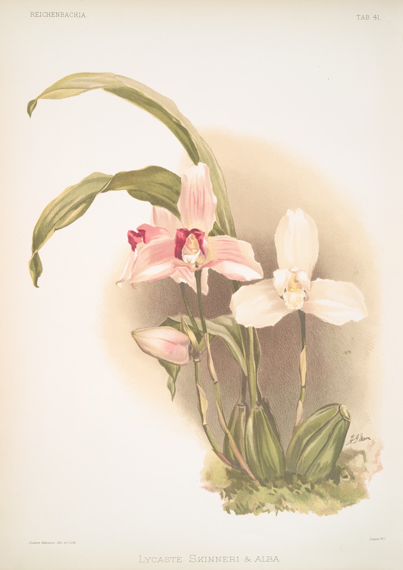Lycaste skinneri & alba. by Frederick Sander, 1888-1894 — digital art print download