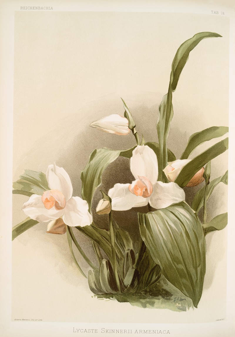 Lycaste skinnerii armeniaca. by Frederick Sander, 1888-1894 — digital art print download