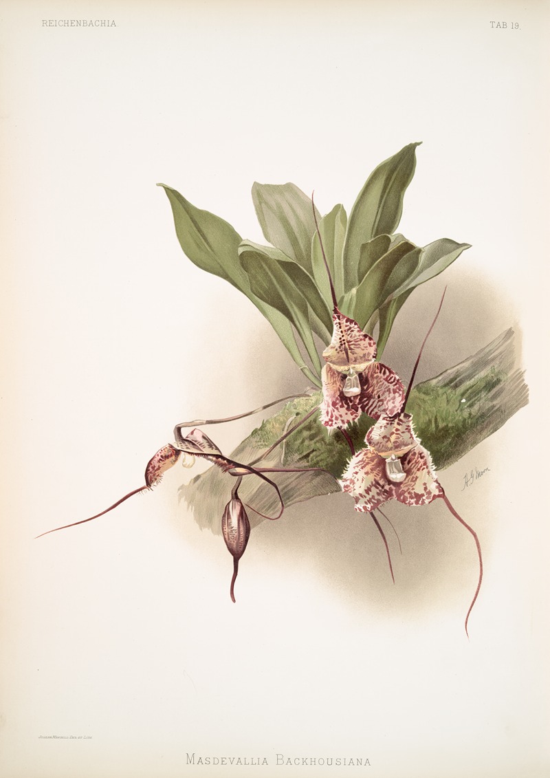 Masdevallia backhousiana. by Frederick Sander, 1888-1894 — digital art print download