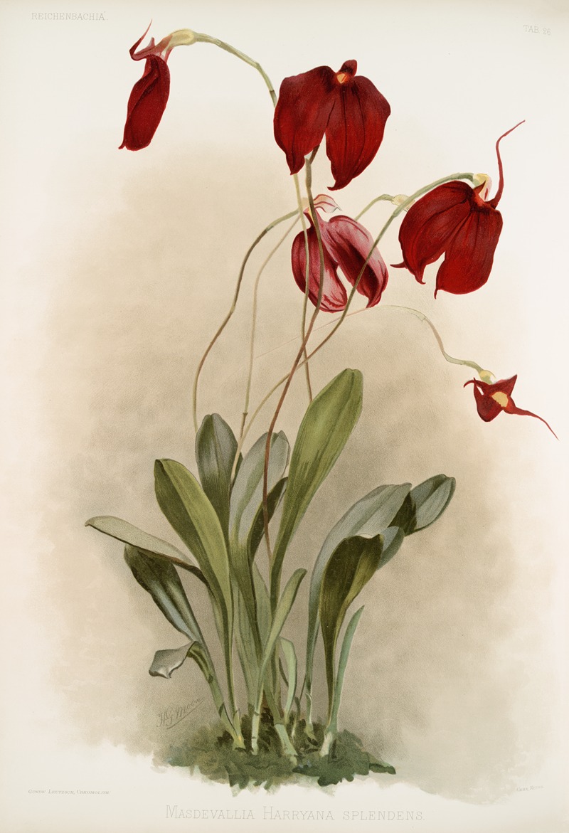 Masdevallia harryana splendens. by Frederick Sander, 1888-1894 — digital art print download