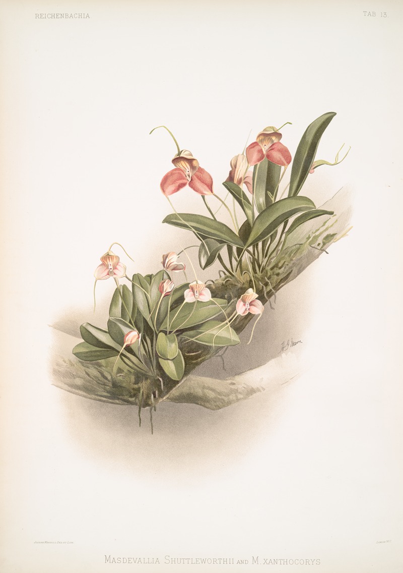 Masdevallia shuttleworthii and M. xanthocorys. by Frederick Sander, 1888-1894 — digital art print download