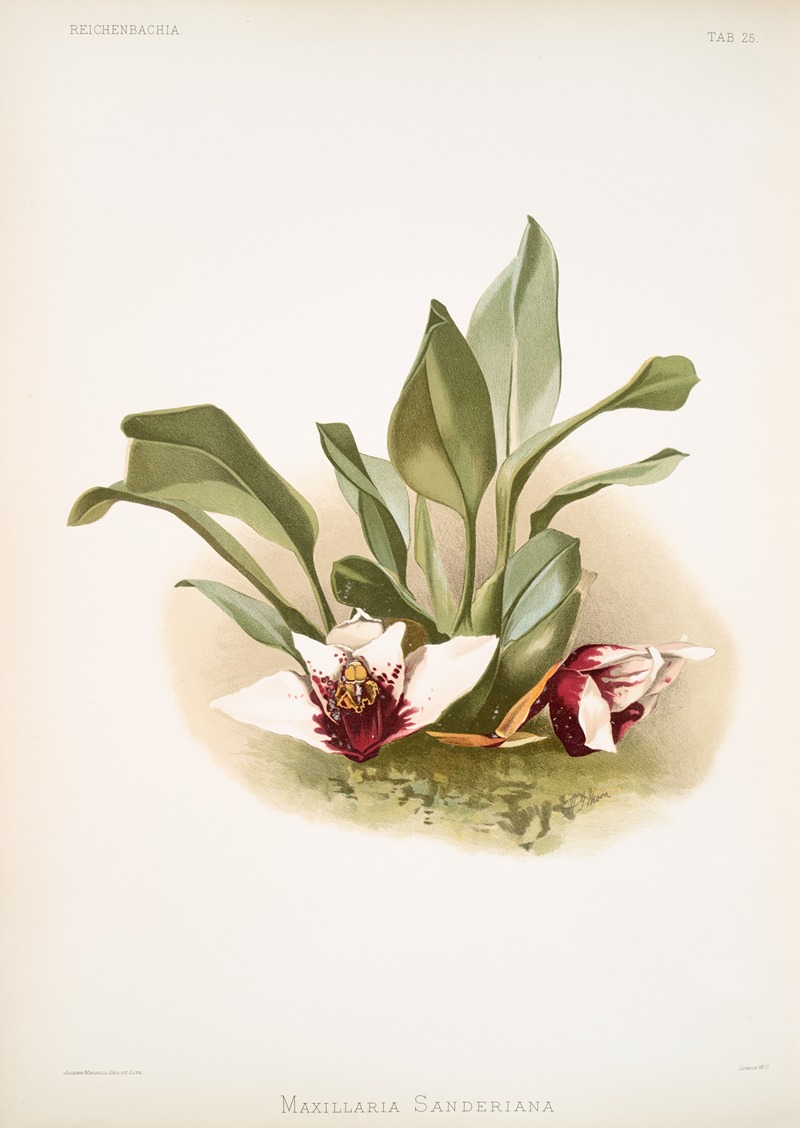 Maxillaria sanderiana. by Frederick Sander, 1888-1894 — digital art print download