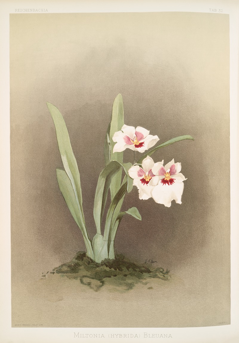 Miltonia (hybrida) bleuana. by Frederick Sander, 1888-1894 — digital art print download