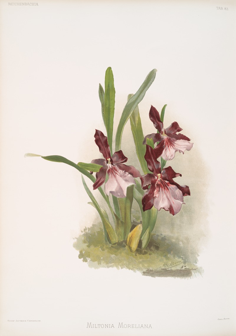 Miltonia moreliana by Frederick Sander, 1888-1894 — digital art print download