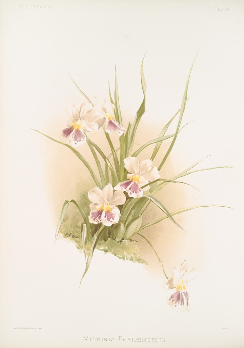 Miltonia phalænopsis. by Frederick Sander, 1888-1894 — digital art print download