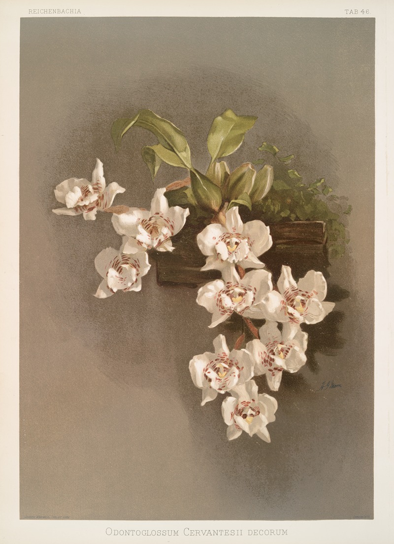 Odontoglossum cervantesii decorum. — Frederick Sander