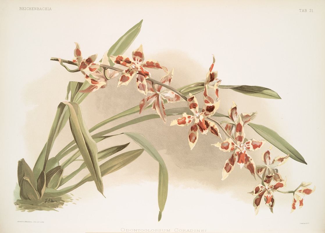 Odontoglossum coradinei. by Frederick Sander, 1888-1894 — digital art print download