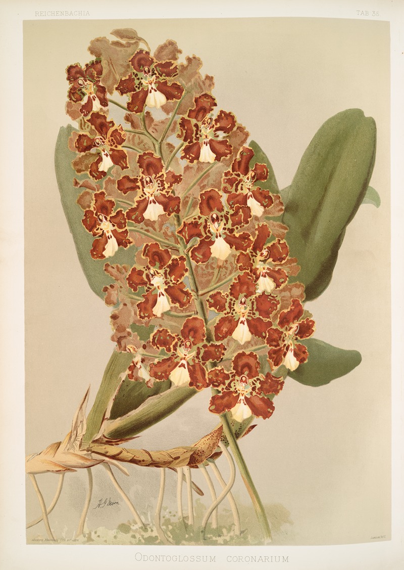 Odontoglossum coronarium. by Frederick Sander, 1888-1894 — digital art print download