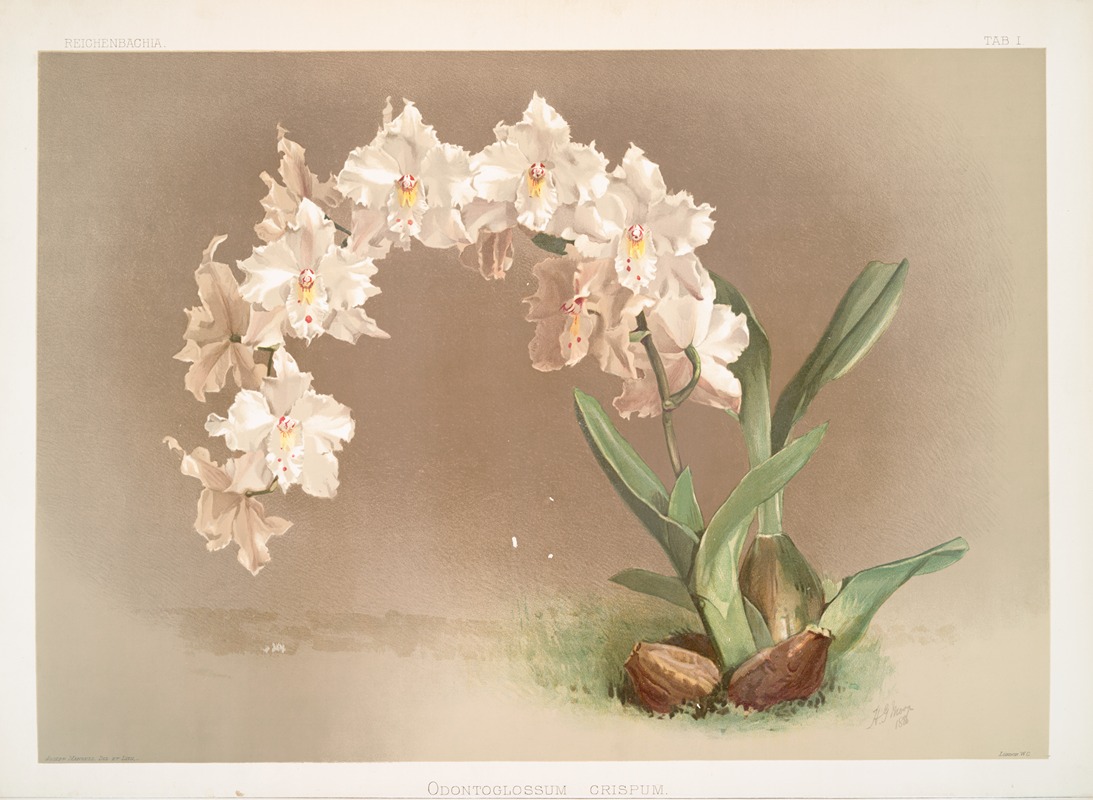 Odontoglossum crispum. by Frederick Sander, 1888-1894 — digital art print download