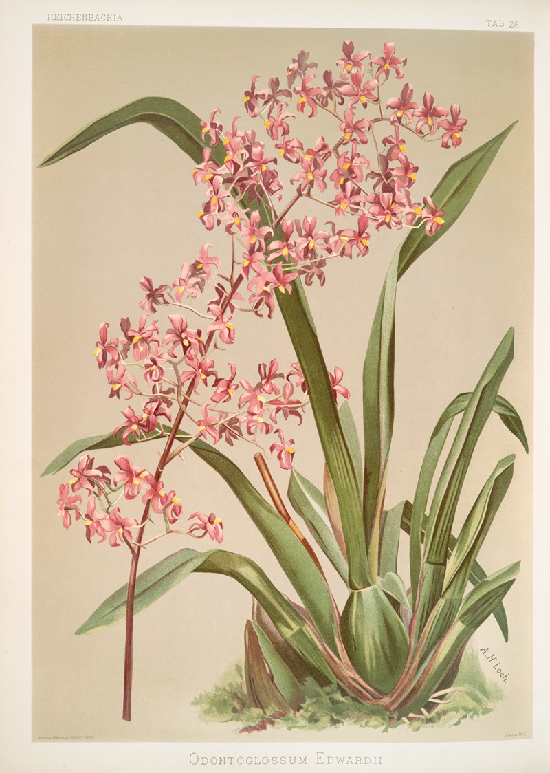 Odontoglossum edwardii. by Frederick Sander, 1888-1894 — digital art print download