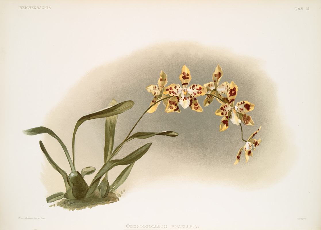 Odontoglossum excellens by Frederick Sander, 1888-1894 — digital art print download