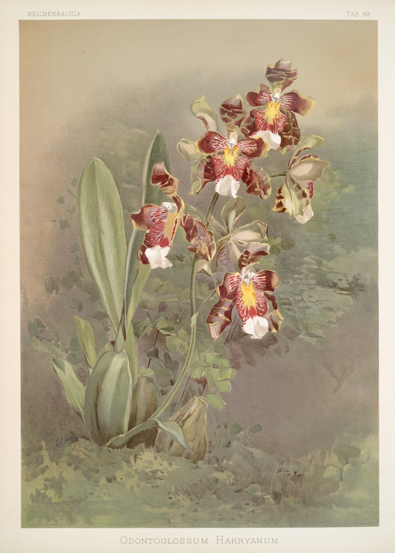 Odontoglossum harryanum. by Frederick Sander, 1888-1894 — digital art print download