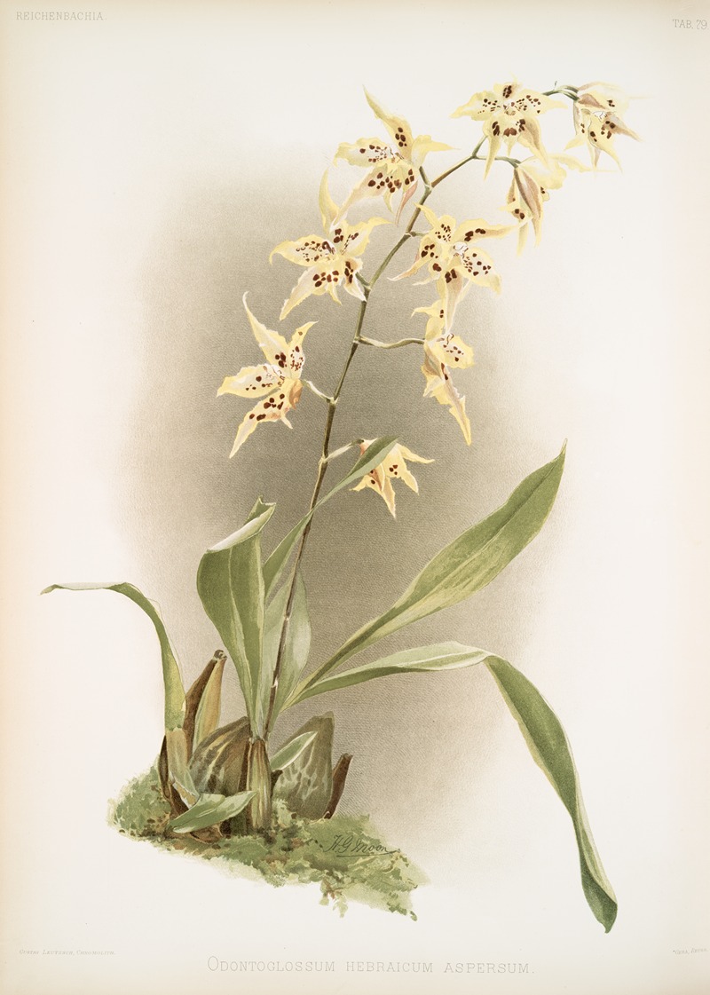 Odontoglossum hebraicum aspersum. — Frederick Sander