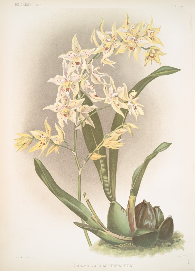 Odontoglossum hebraicum. by Frederick Sander, 1888-1894 — digital art print download