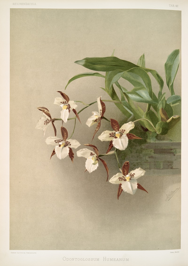 Odontoglossum humeanum. — Frederick Sander
