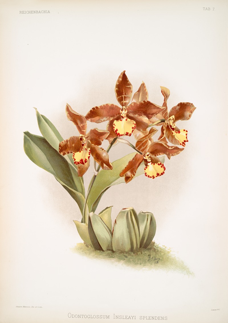 Odontoglossum insleayi splendens. — Frederick Sander