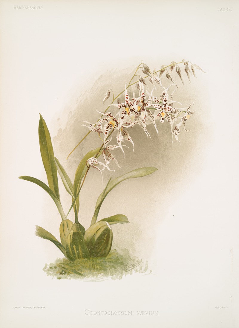 Odontoglossum nævium. by Frederick Sander, 1888-1894 — digital art print download